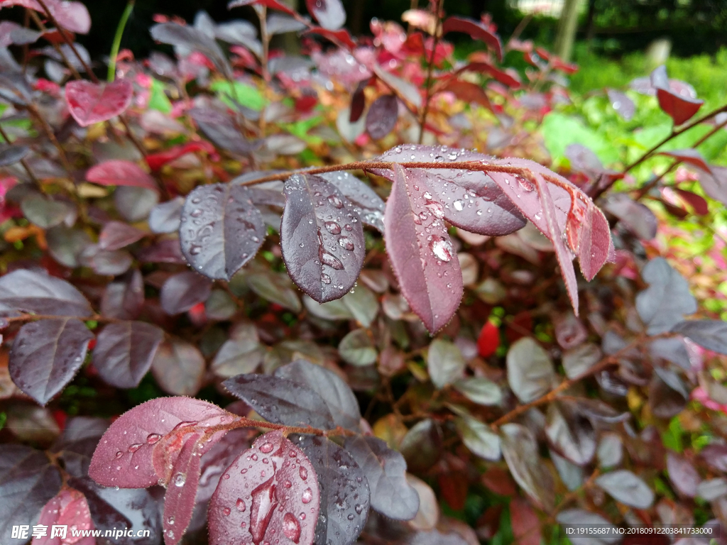 雨后的花圃