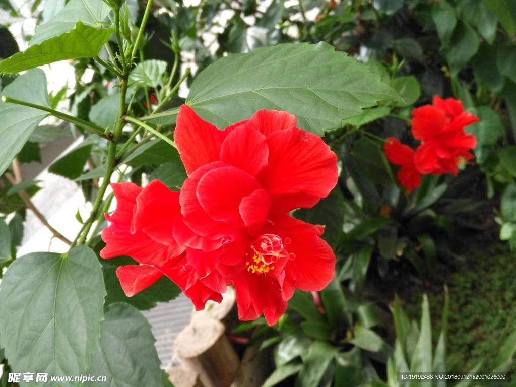 扶桑花