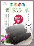 紫玉米海报