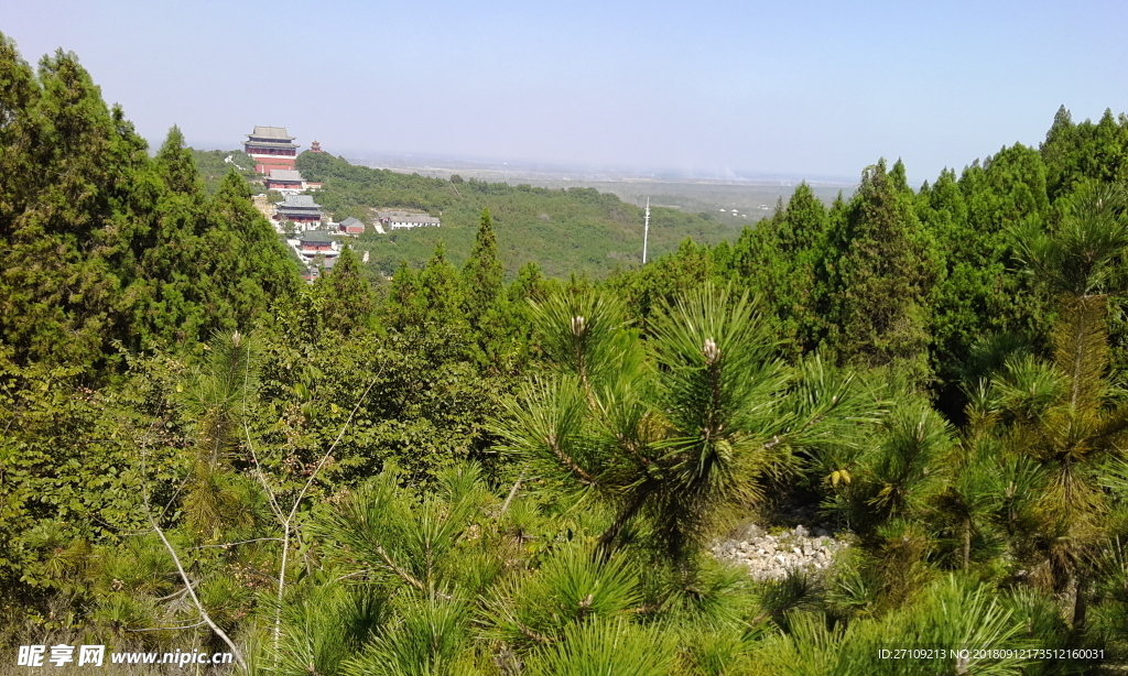 树