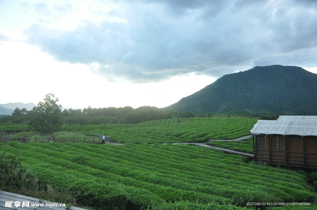 茶园天空