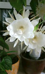 昙花 白色花朵
