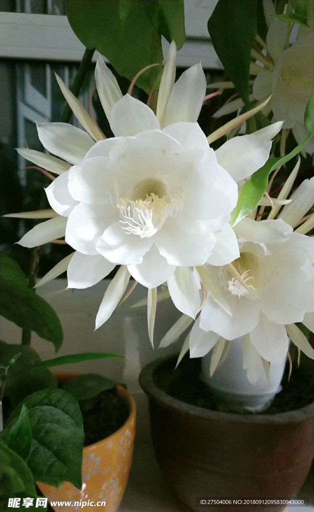 昙花 白色花朵