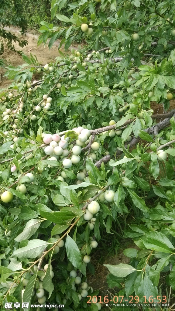 李子树 果树 果实累累 李子