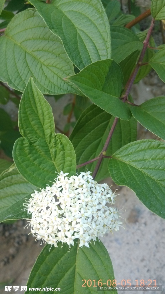 白色花球 绿色背景 花朵背景