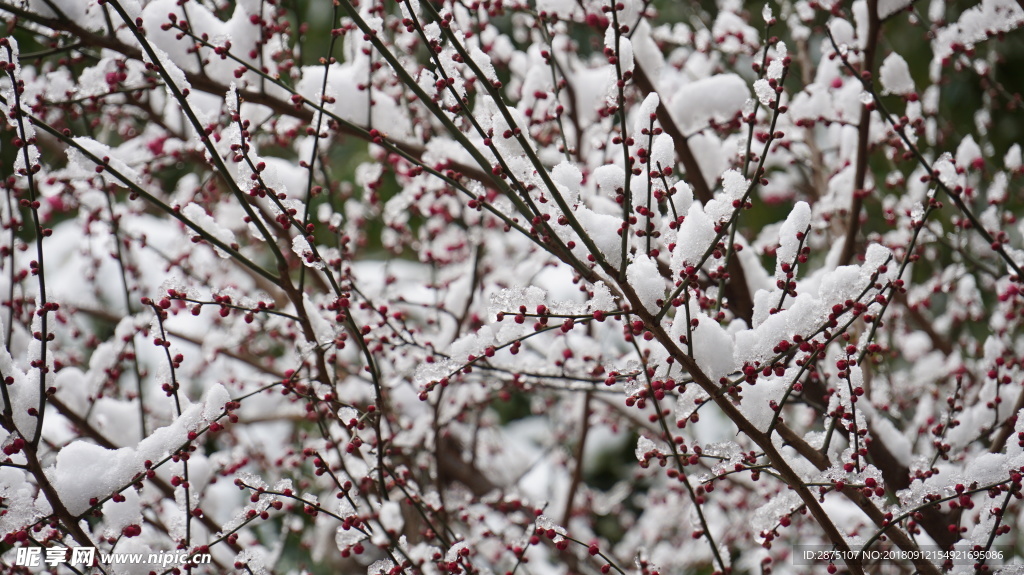 风雪红梅