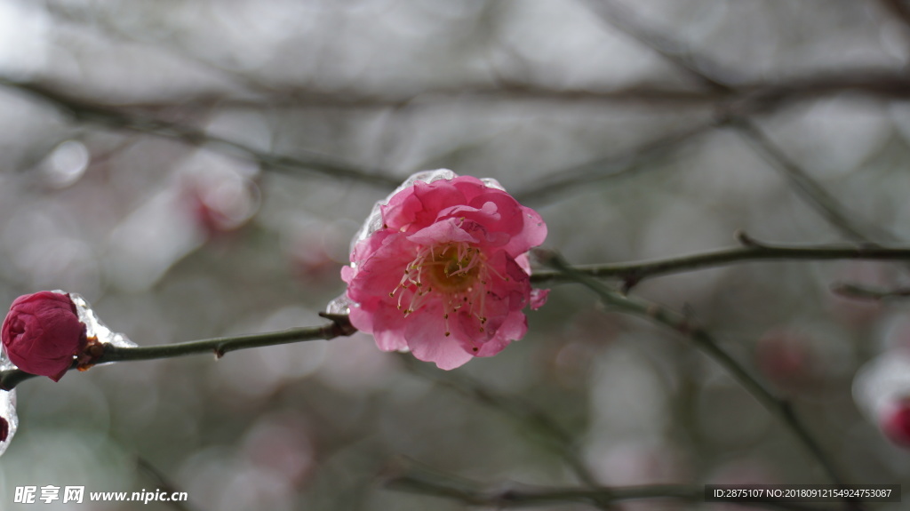 梅花