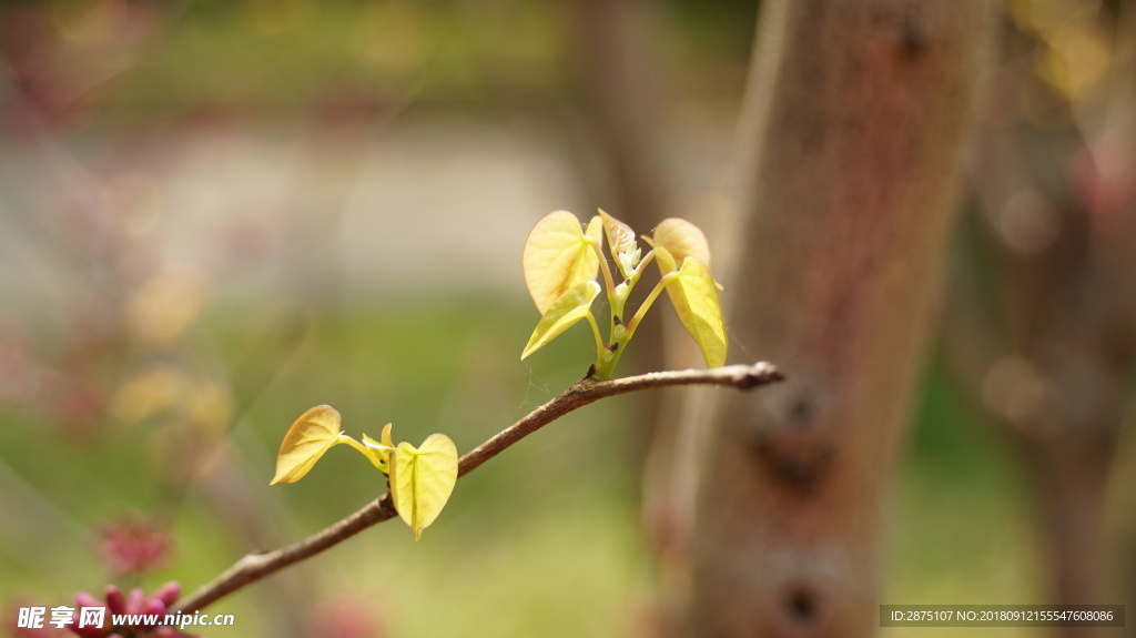 新芽
