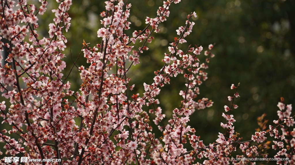 春花