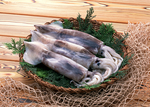 新鲜鱼虾贝蟹类水生物