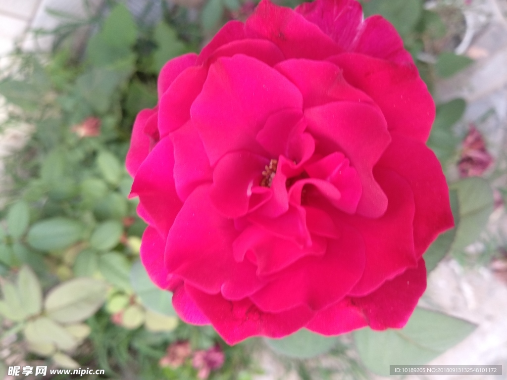 月季花
