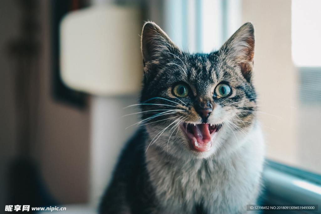 猫咪