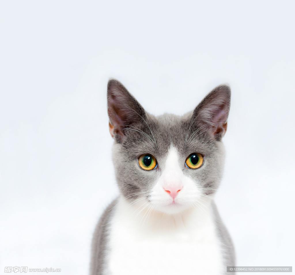 猫咪