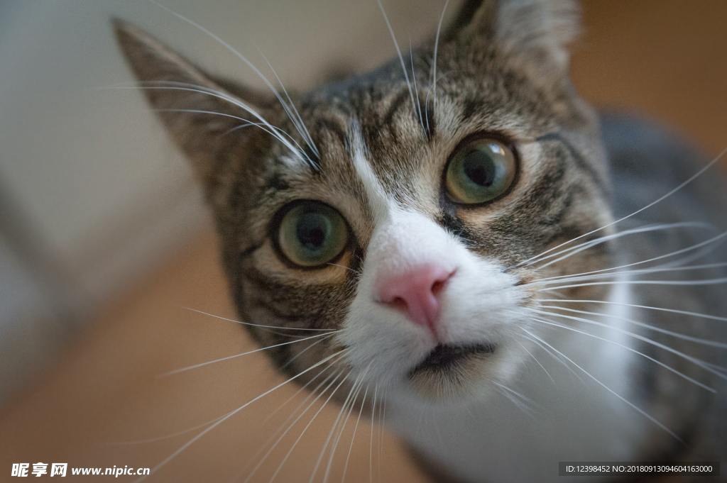 猫咪