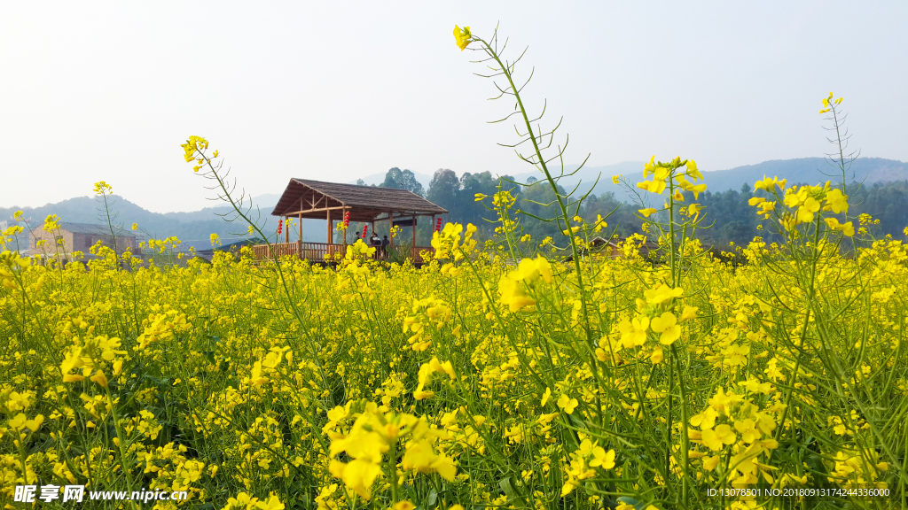 油菜花风光