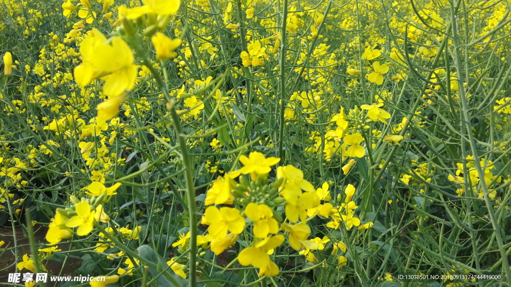 油菜花