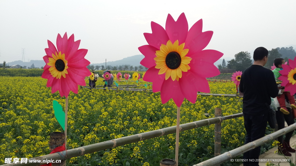 油菜花 风车