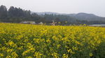油菜花风景