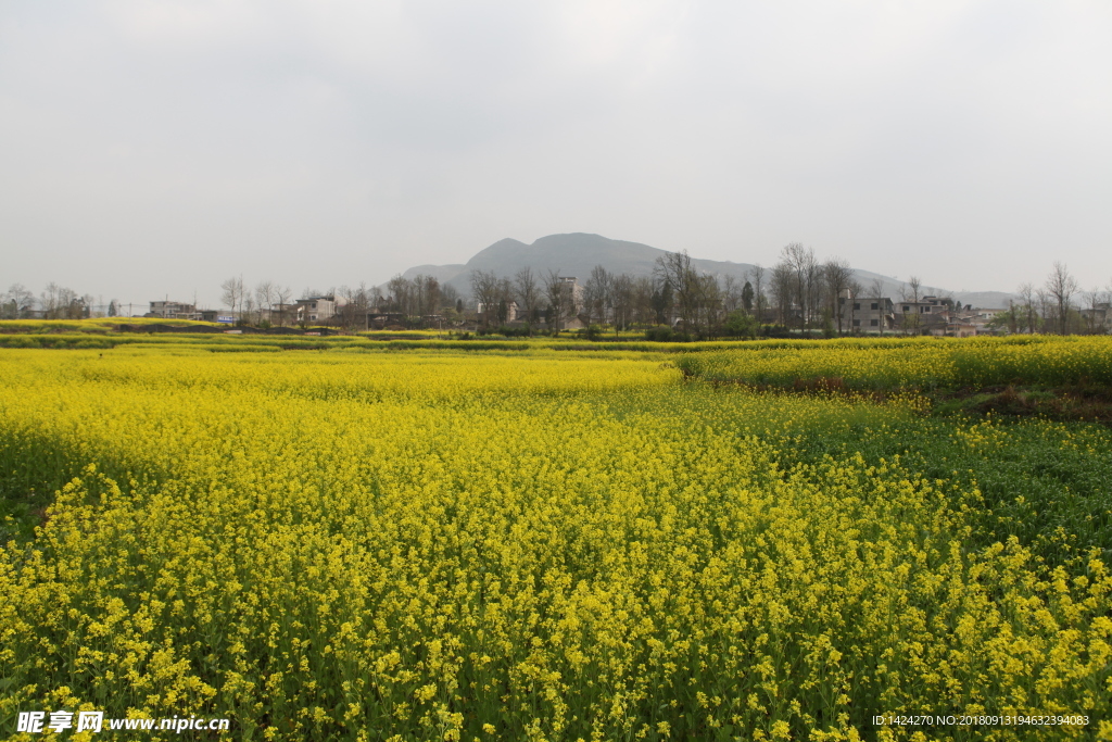 油菜花香飘百里