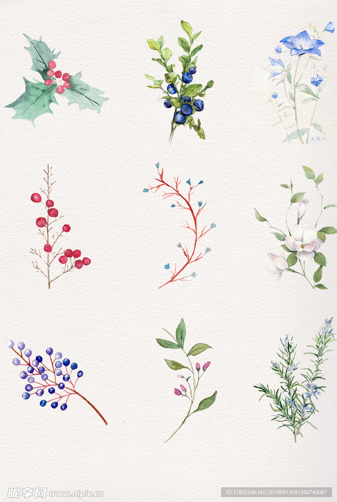 花  果实  素描