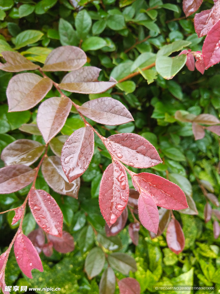 雨后的枝叶