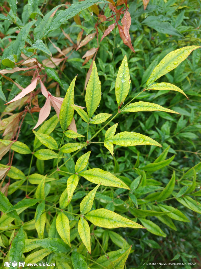 雨后的绿叶