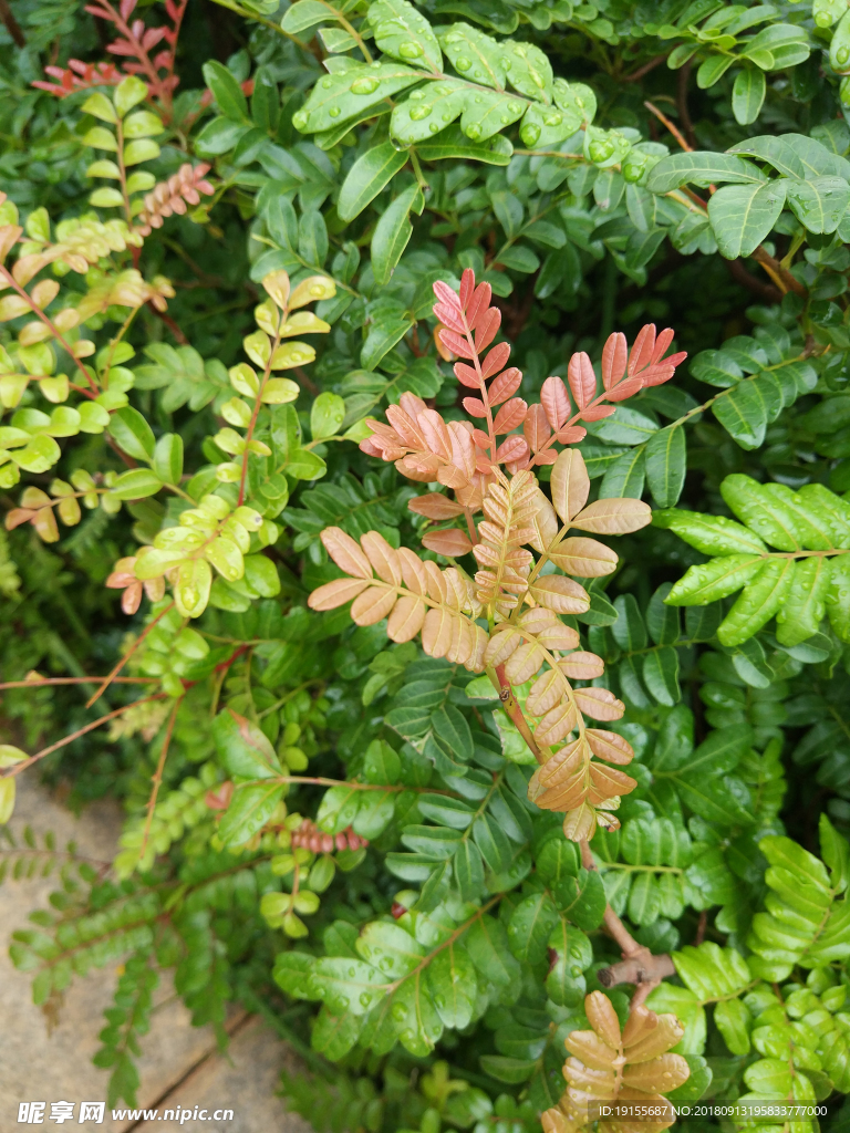 植物园常绿灌木