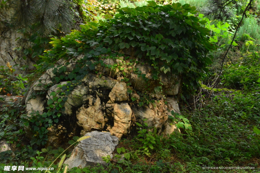 植物园风景