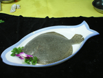 多宝鱼