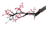 梅花