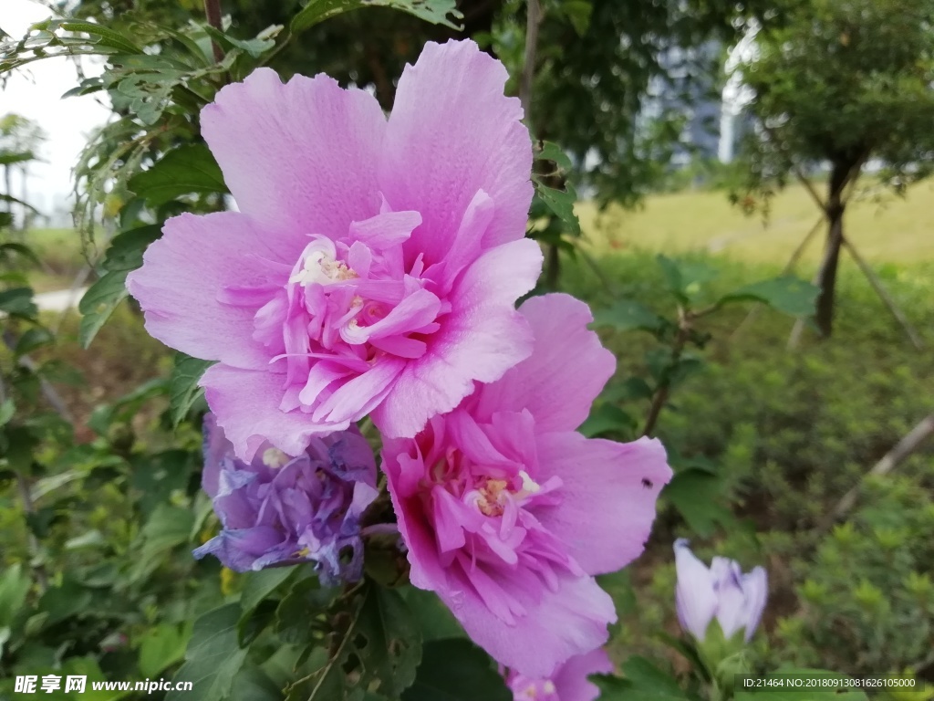 木槿花