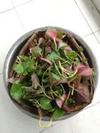 鱼腥草 折耳根