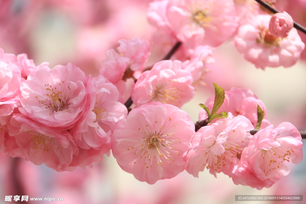 樱花
