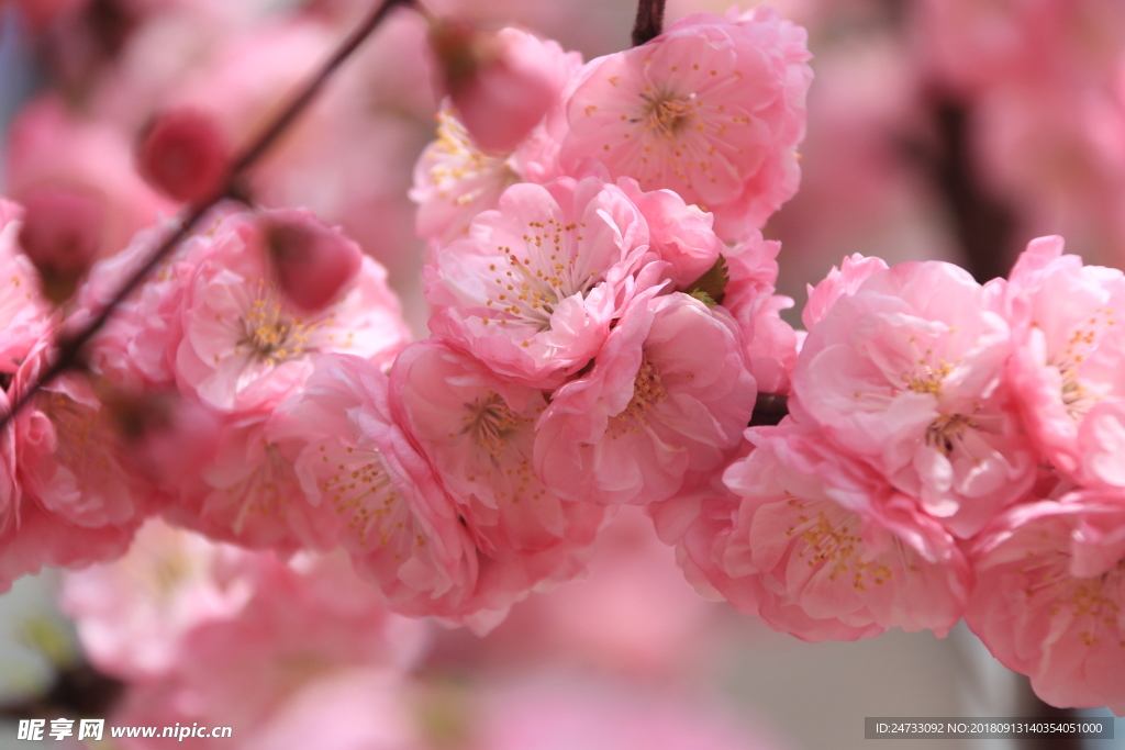 樱花