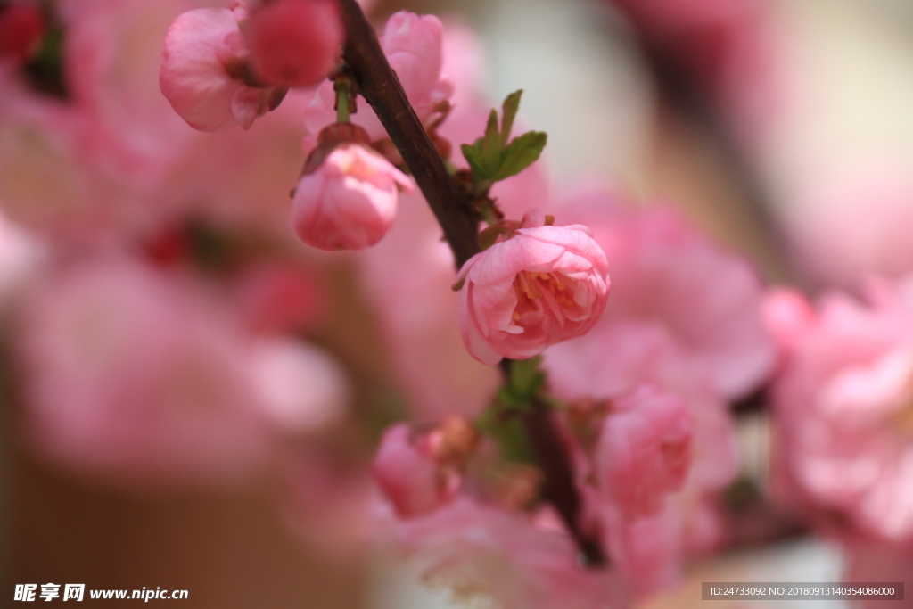 樱花