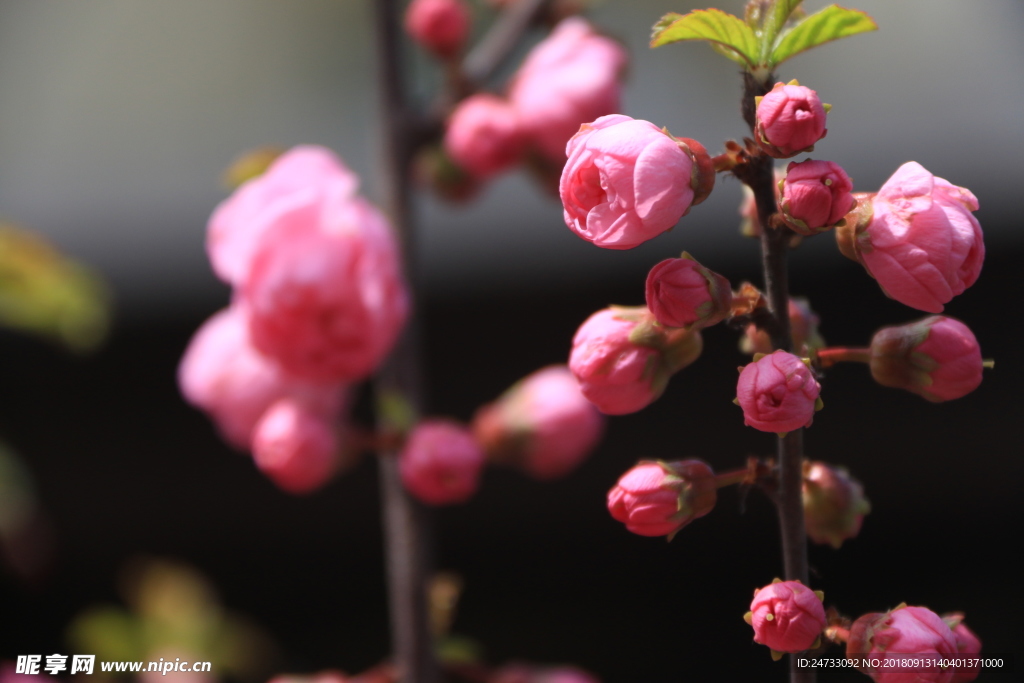 樱花