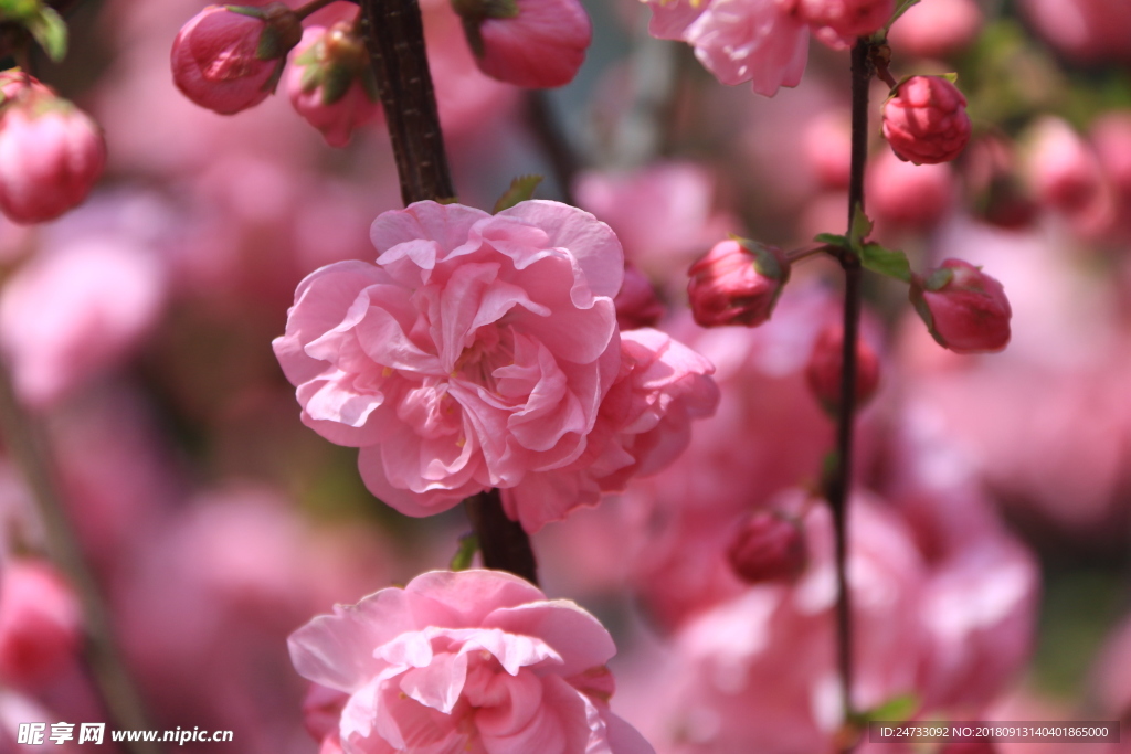 樱花