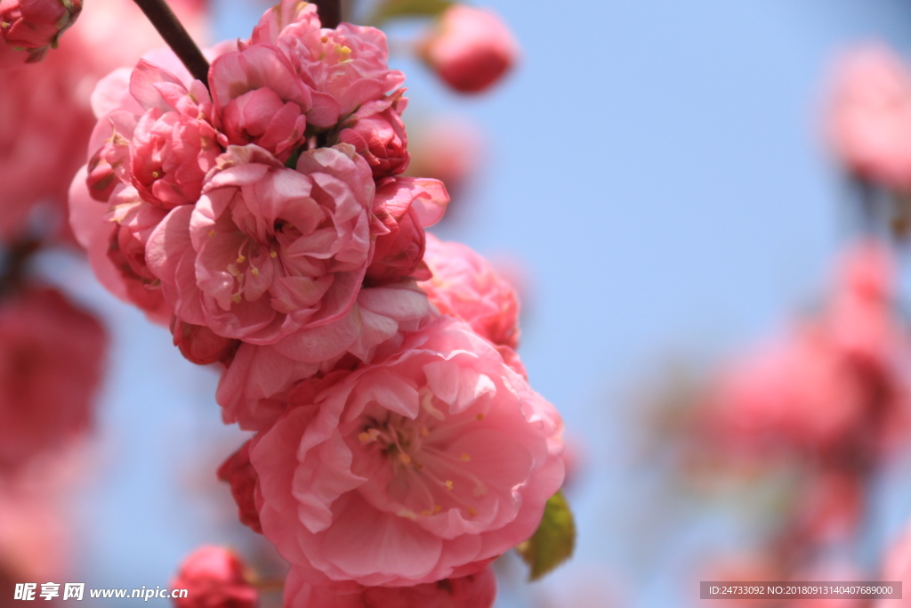 樱花