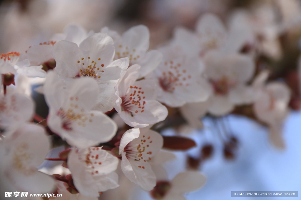 樱花