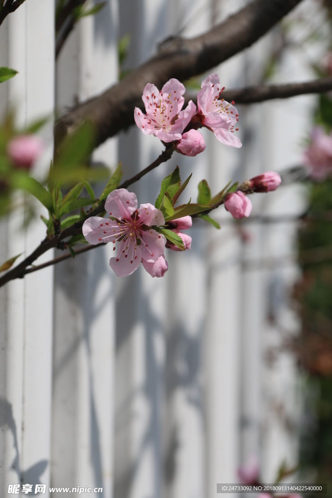 樱花