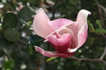 木兰花
