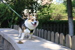 柯基犬