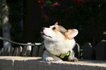 柯基犬