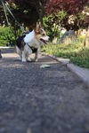 柯基犬