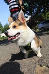柯基犬