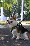 柯基犬