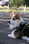 柯基犬
