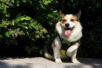 柯基犬