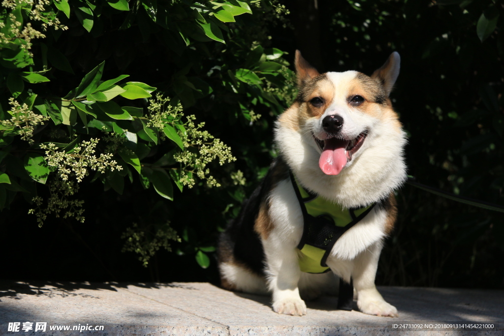 柯基犬