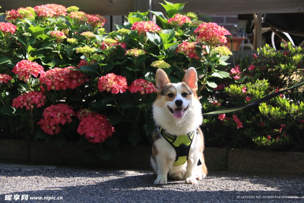 柯基犬